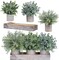 Set of 3 Mini Artificial Eucalyptus & Rosemary Plants in Wooden Planter